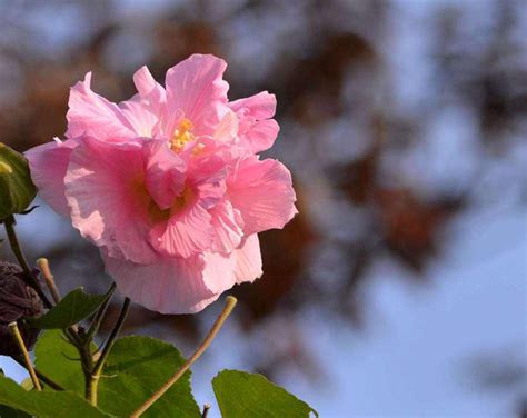 芙蓉是什麼花|【芙蓉是什麼花】從芙蓉之謎到揭開「芙蓉是什麼花」的正解！ –